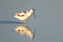 Recurvirostra avosetta