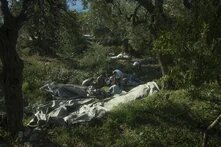 Olive harvesting in Lukova