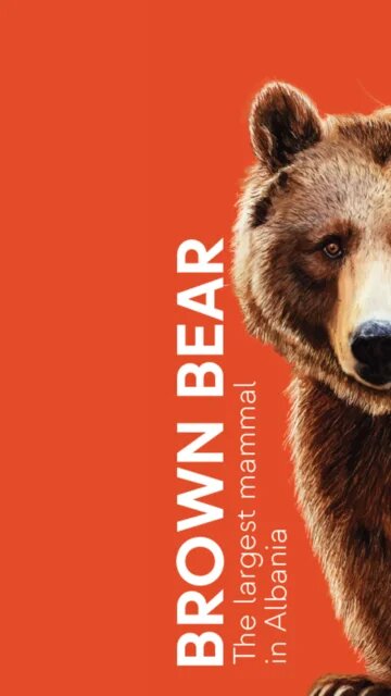 Brown bear Leaflet Cover EN