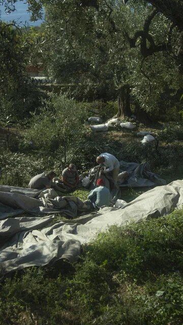 Olive harvesting in Lukova