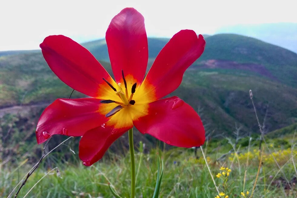 Albanian tulip