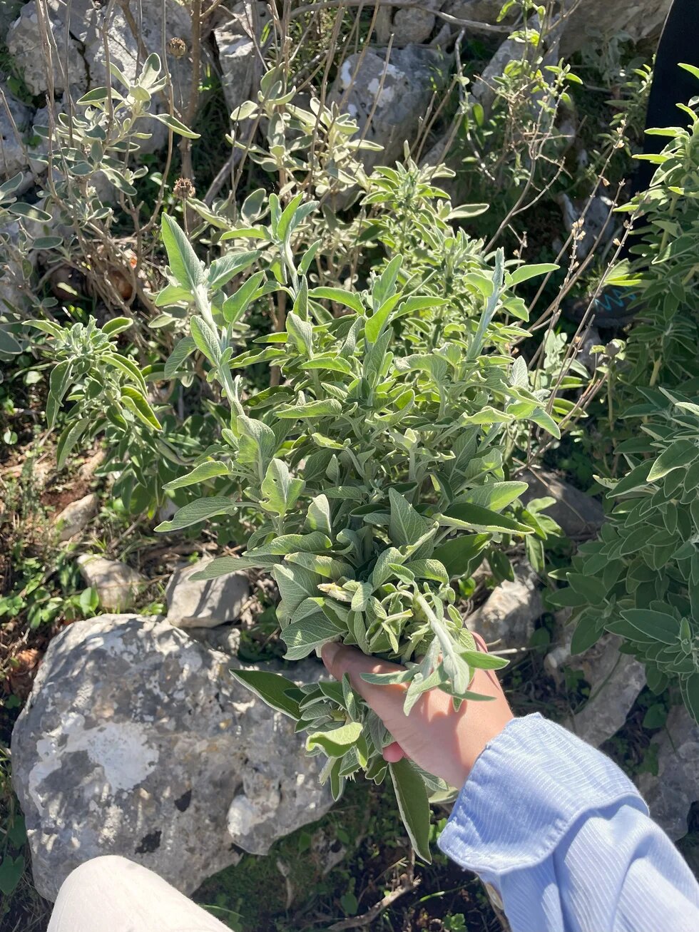 Cfak (Salvia triloba)