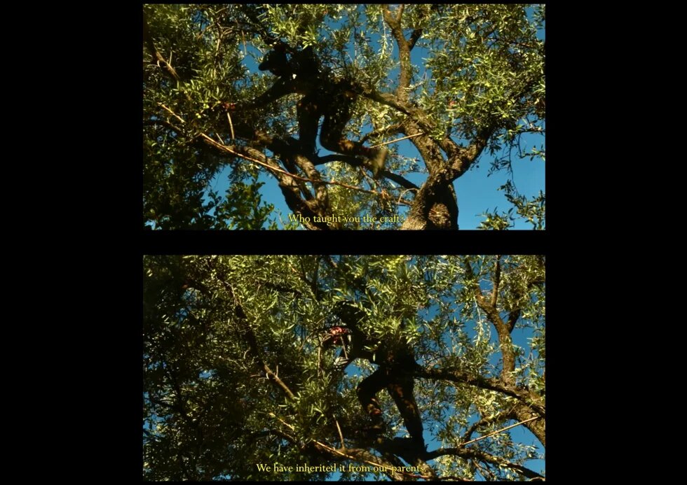 Harvesting the olives