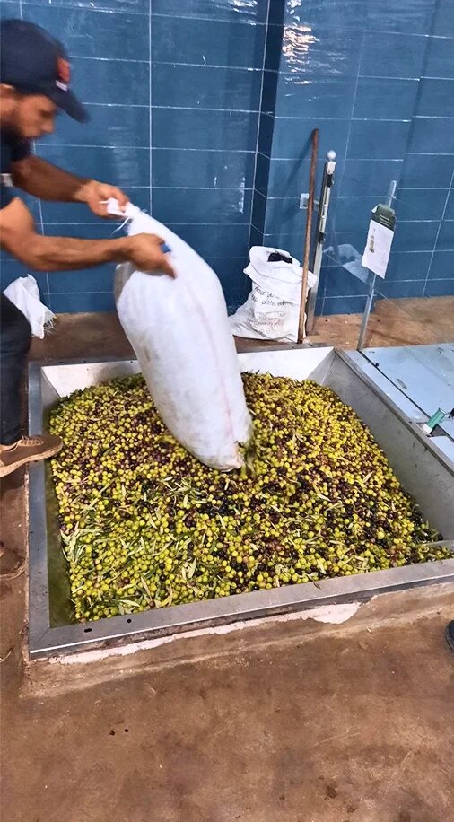 Olives at the mill