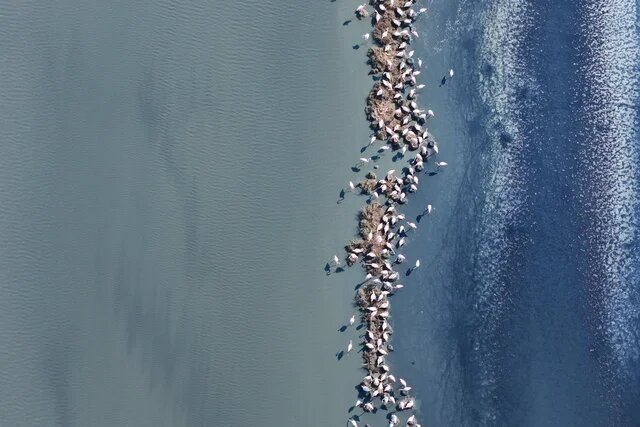 Flamingo nests in Narta Lagoon, Albania