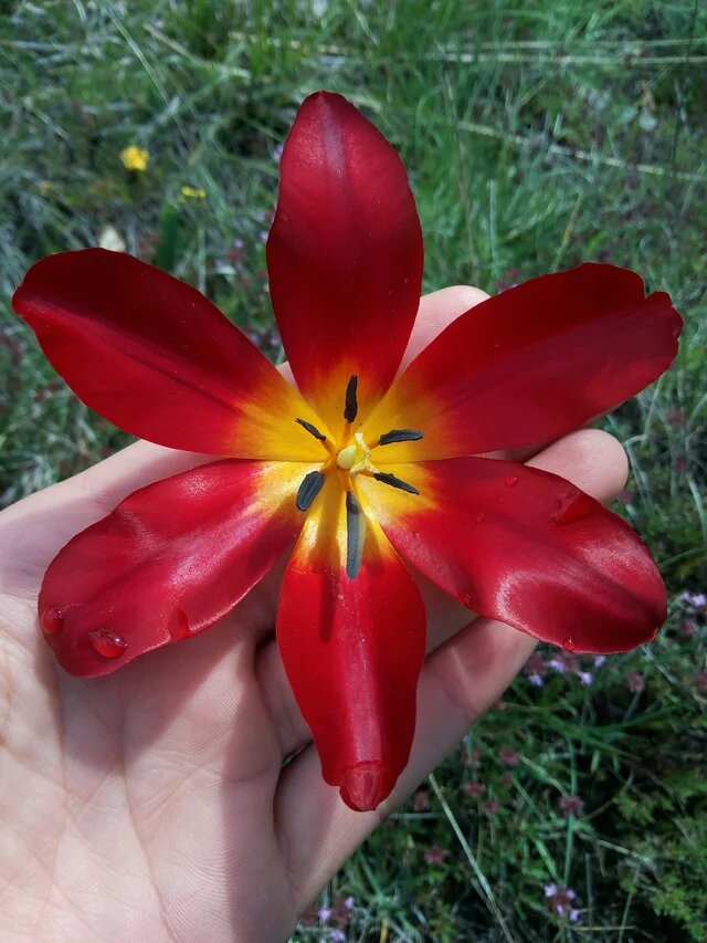 Albanian Tulip